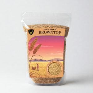browntop millet